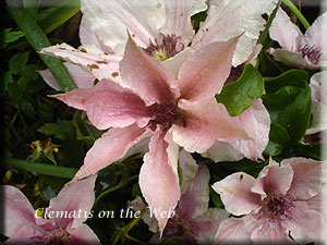 Clematis photograph