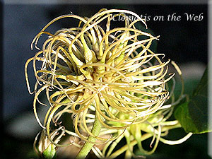 Clematis photograph