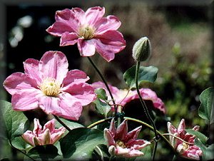 Clematis photograph