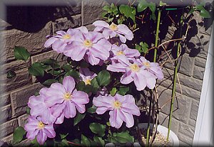 Clematis photograph