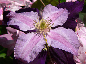 Clematis photograph