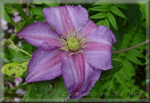 Clematis photograph