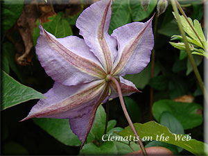 Clematis photograph