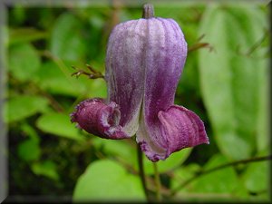 Clematis photograph