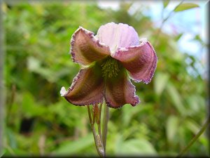 Clematis photograph