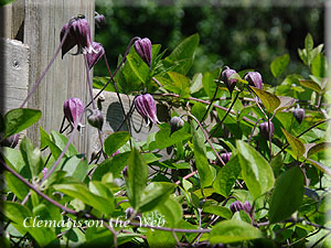 Clematis photograph