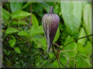 Clematis photograph