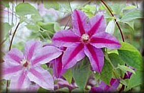 Clematis photograph