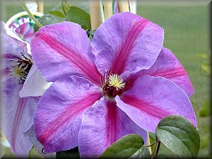 Clematis photograph