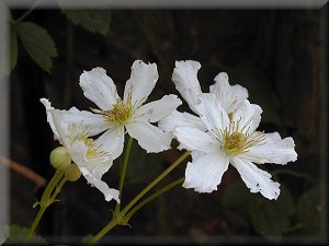 Clematis photograph