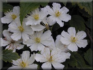 Clematis photograph