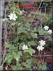 Clematis photograph