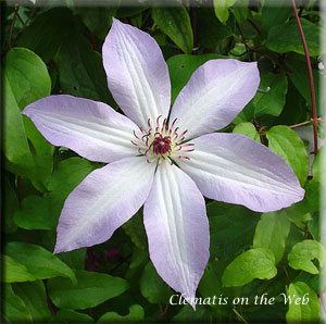 Clematis photograph