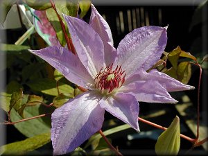 Clematis photograph