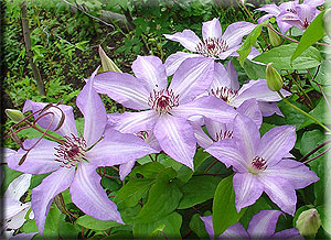 Clematis photograph