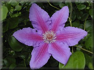 Clematis photograph