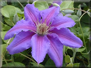 Clematis photograph