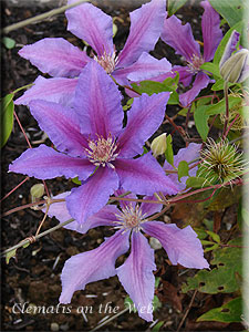 Clematis photograph