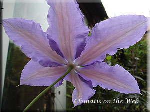 Clematis photograph