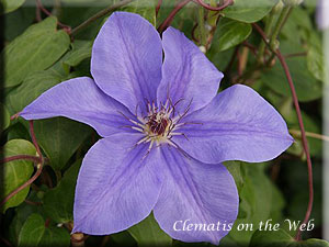 Clematis photograph