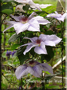 Clematis photograph