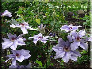 Clematis photograph