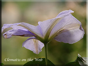 Clematis photograph