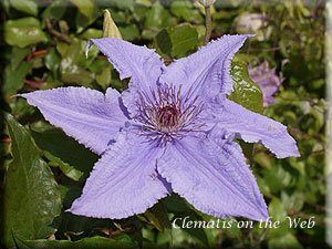 Clematis photograph