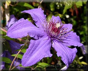 Clematis photograph