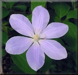 Clematis photograph