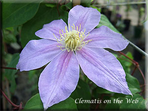 Clematis photograph