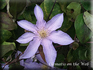 Clematis photograph