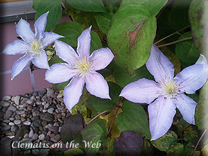 Clematis photograph