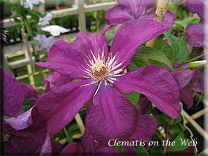 Clematis photograph