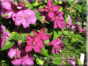 Clematis photograph