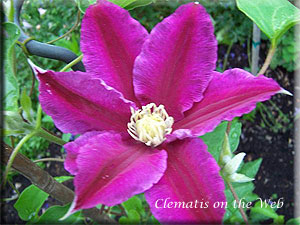 Clematis photograph