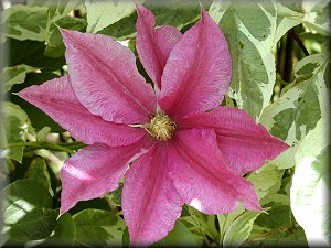 Clematis photograph