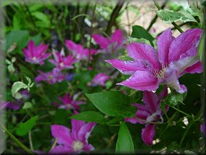 Clematis photograph