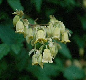 Clematis photograph