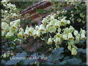 Clematis photograph