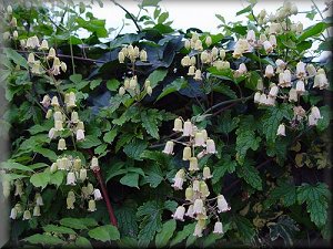 Clematis photograph