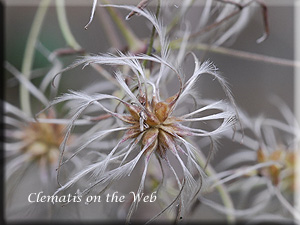 Clematis photograph