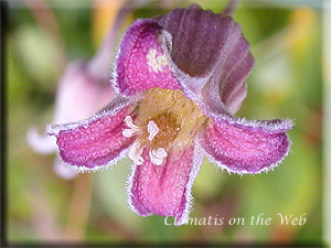 Clematis photograph