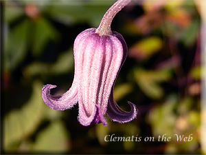 Clematis photograph