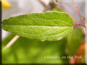 Clematis photograph