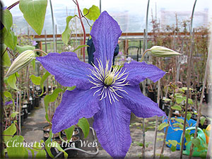 Clematis photograph