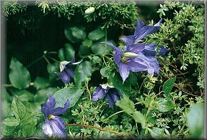 Clematis photograph