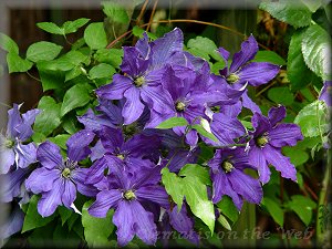 Clematis photograph