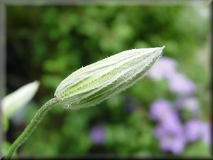 Clematis photograph