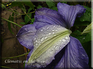 Clematis photograph